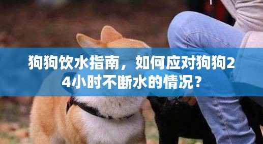 狗狗饮水指南，如何应对狗狗24小时不断水的情况？