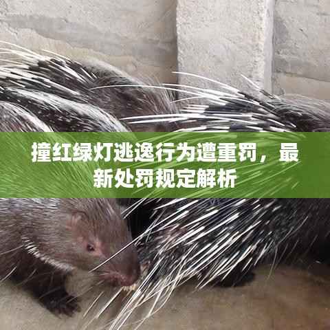 兵贵神速 第5页