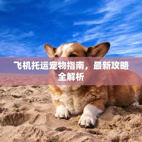 飞机托运宠物指南，最新攻略全解析