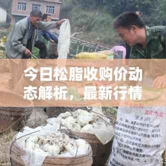 今日松脂收购价动态解析，最新行情分析