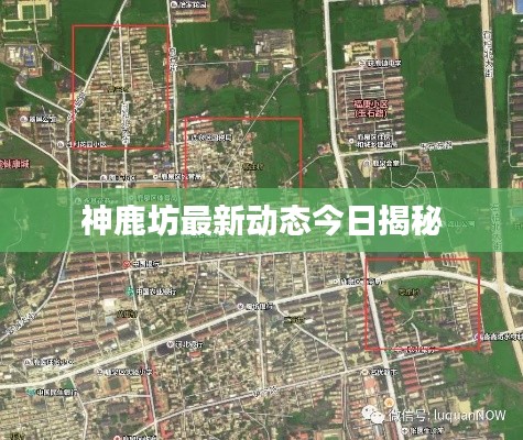 神鹿坊最新动态今日揭秘