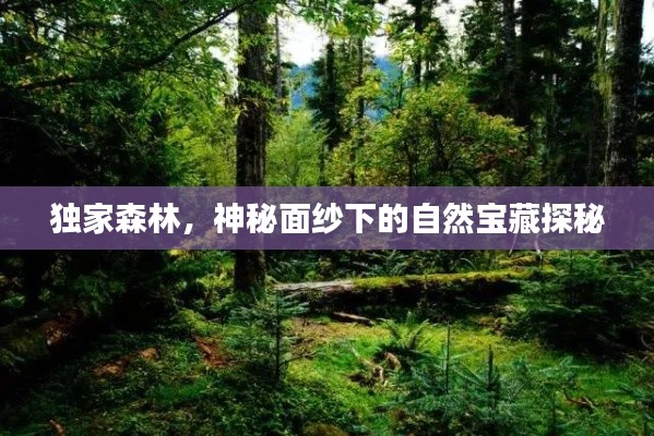 独家森林，神秘面纱下的自然宝藏探秘