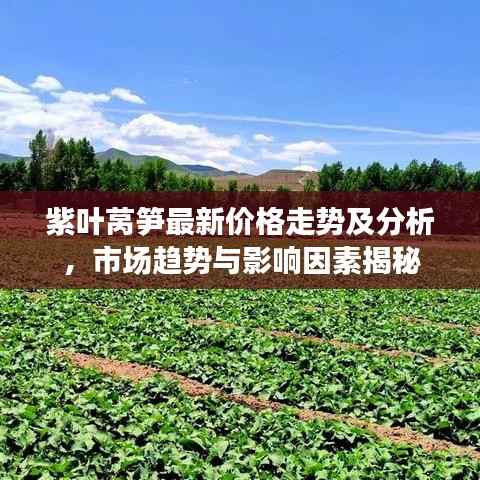 紫叶莴笋最新价格走势及分析，市场趋势与影响因素揭秘