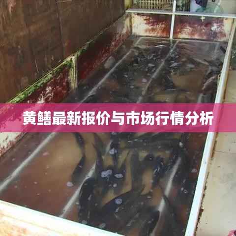 黄鳝最新报价与市场行情分析